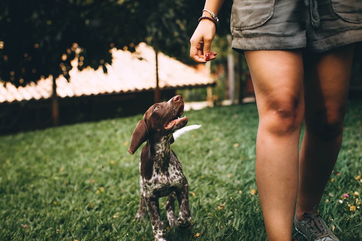 Unique Items Every Dog Owner Will Wonder How They Did Without